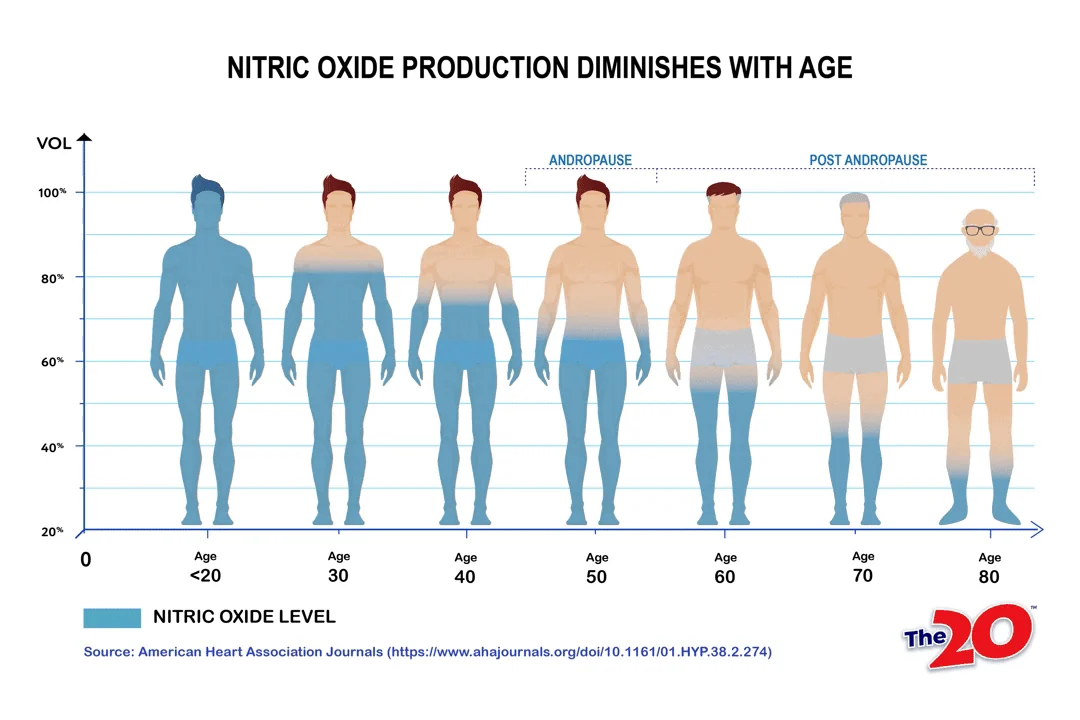 Chart showing nitric oxide production declining with age in men through andropause